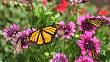 Proměňte svůj balkón v motýlí ráj: Praktické tipy pro pěstování květin, které přitahují motýly