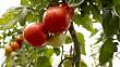 Pěstování rajčat ve vyvýšeném záhonu se mírně liší od klasického pěstování