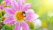 Rajský záhon pro včelky: Jak udělat zahradu plnou nektaru, kterou budu včelky milovat
