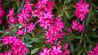 Oleandry zdobí zahrady krásnými barevnými květy: Zde je pár rad, jak je správně pěstovat