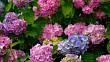 Hnojení hortenzií: cesta ke krásným květům