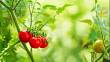 7 tipů pro pěstování cherry a koktejlových rajčat: Snadné pěstování i na balkoně nebo v závěsném truhlíku
