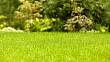 Vápnění trávníku na jaře: Vašemu trávníku jen prospěje, tráva se po zimním období zregeneruje rychleji