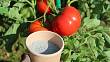 Přírodní zázraky pro vaše rajčata: Vyrobte si doma tyto skvělé bio hnojiva a úrodu nebudete stíhat sklízet