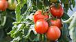 Prořezávání rajčat: Než začnete, ujistěte se, že vaše rajčata jsou k prořezávání vhodná a že nastal ten správný čas