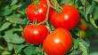 Vyštipování rajčat: Pozor na chyby a jednotlivé odrůdy rajčat