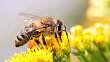 Vytvořte si vlastní semínkové bomby pro včely