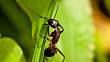 Mravenci na ústupu: S těmito osvědčenými tipy budete mít letos od mravenců konečně pokoj