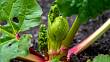 Listy rebarbory najdou své využití na zahradě: Vytvořte z nich nápoj, který dodá vašim rostlinám živiny a odežene mšice