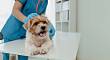 KVÍZ: Zvládli byste veterinární školu? Otestujte své znalosti zvířat a jejich anatomie