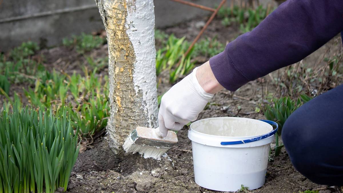 Podzimní bělení stromů jako nejlepší ochrana proti mrazu i spálení sluncem Podzimní bělení stromů jako nejlepší ochrana proti mrazu i spálení sluncem