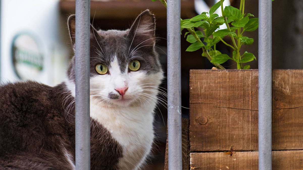 Vyžeňte cizí kočky ze svých zahrad a dvorů pomocí rostlin, postřikovačů a dalších osvědčených triků Vyžeňte cizí kočky ze svých zahrad a dvorů pomocí rostlin, postřikovačů a dalších osvědčených triků