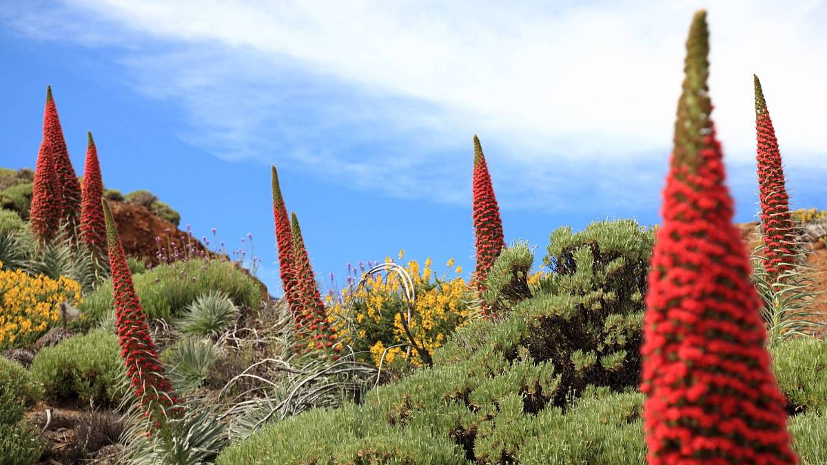Tyhle kvetoucí klenoty pocházejí z Kanárských ostrovů, mohou ale zkrášlit i českou zahradu