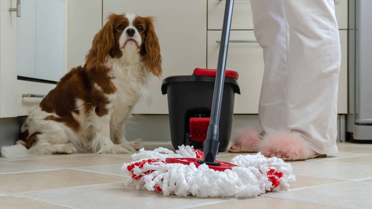 Vyrobte si čisticí prostředky na podlahu, které jsou šetrné k domácím mazlíčkům, ale přitom účinné