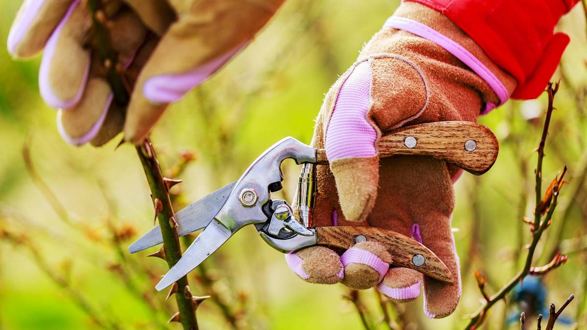 Mám rád čas růží – aby ale bohatě vykvetly, musíte na jaře provést důležitý řez