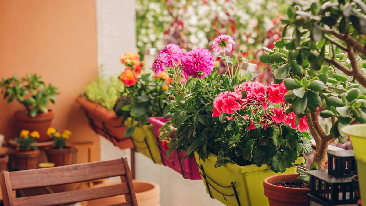 Předčasné vysazování květin na balkon? Riskujete víc, než si myslíte Předčasné vysazování květin na balkon? Riskujete víc, než si myslíte