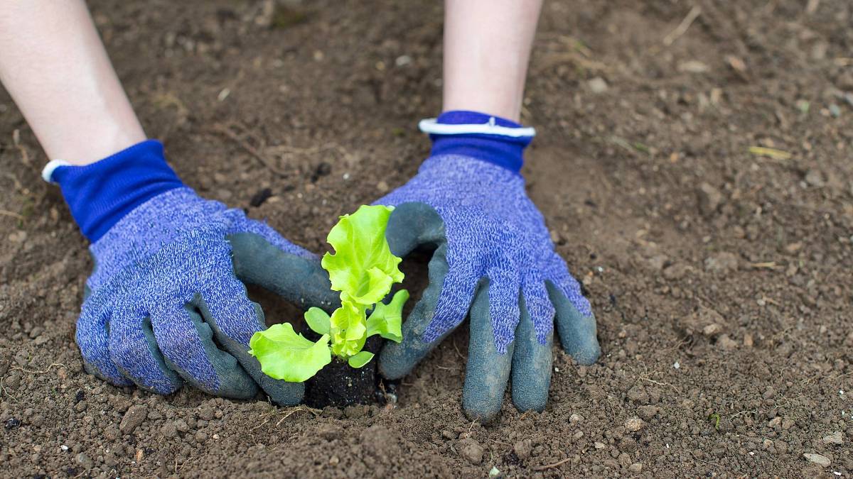 Čeští zahrádkáři, pozor: Tajemství krásných sazenic odhaleno Čeští zahrádkáři, pozor: Tajemství krásných sazenic odhaleno