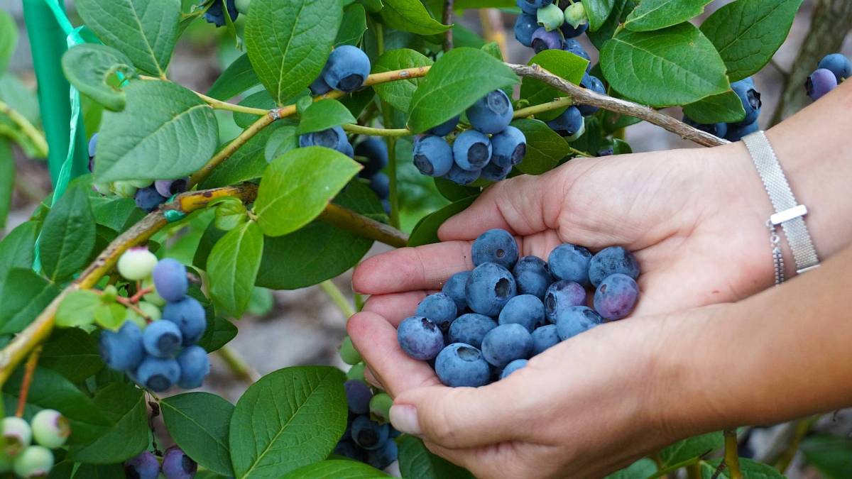 Modré prsty a šťastné úsměvy: K bohaté úrodě kanadských borůvek vám dopomůže prořezávání Modré prsty a šťastné úsměvy: K bohaté úrodě kanadských borůvek vám dopomůže prořezávání