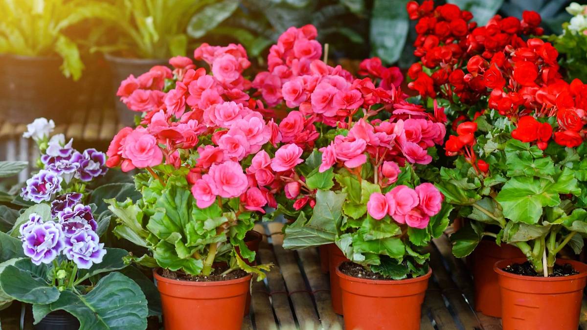 Záhon letních cibulovin – ozdoba zahrádky. Vysaďte je již nyní Záhon letních cibulovin – ozdoba zahrádky. Vysaďte je již nyní