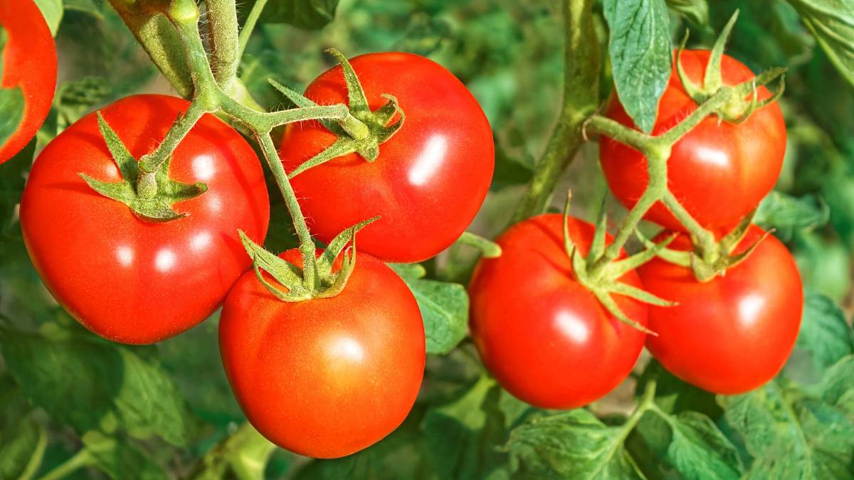 Balkon, skleník nebo květináč? Co je třeba vzít v úvahu při výsadbě rajčat