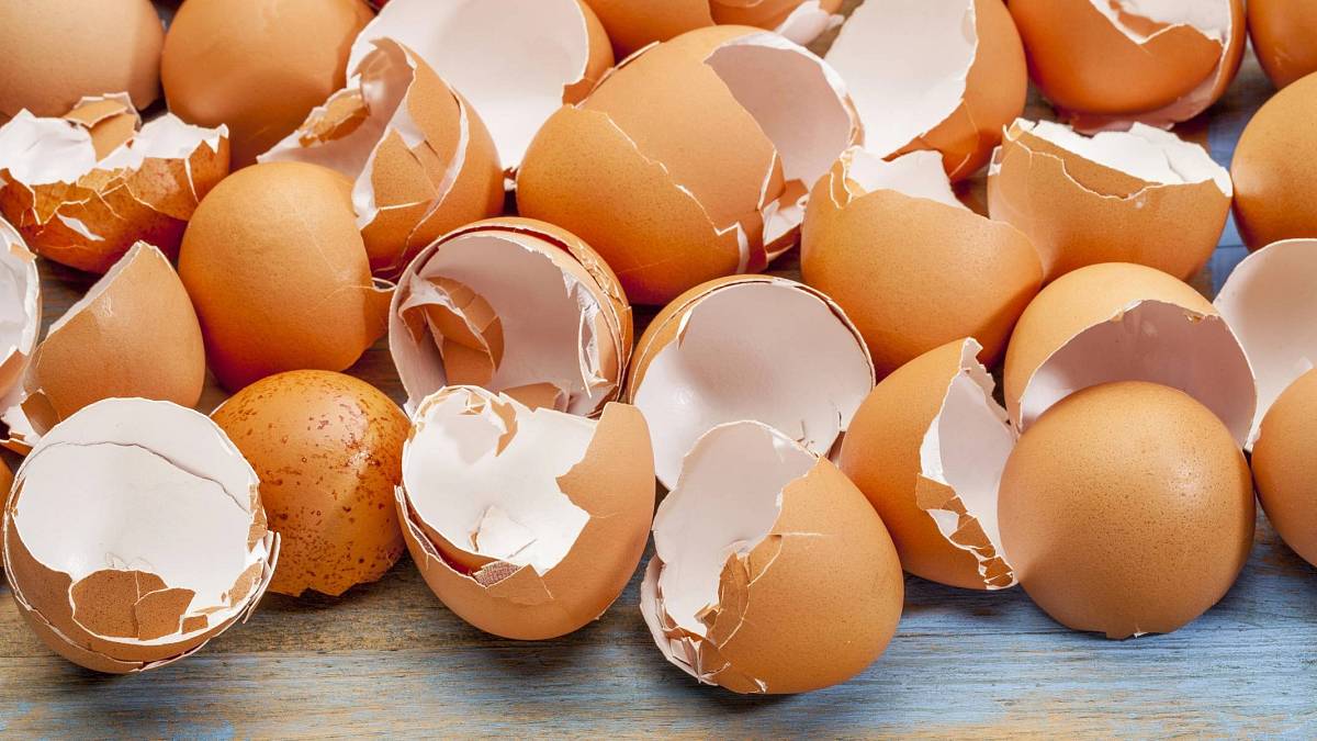 Vaječné skořápky neschovávejte jen pro slepice: Také vaši zahradu přetvoří na ráj zdravých rostlin Vaječné skořápky neschovávejte jen pro slepice: Také vaši zahradu přetvoří na ráj zdravých rostlin
