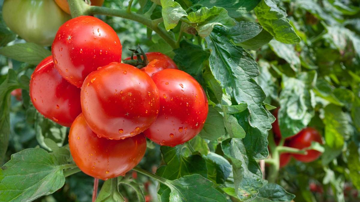Šťavnatá rajčata plná živin – přesně takových docílíte s přírodními hnojivy