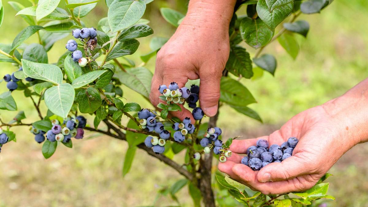 Pěstovat borůvku kamčatskou zvládnou i začátečníci