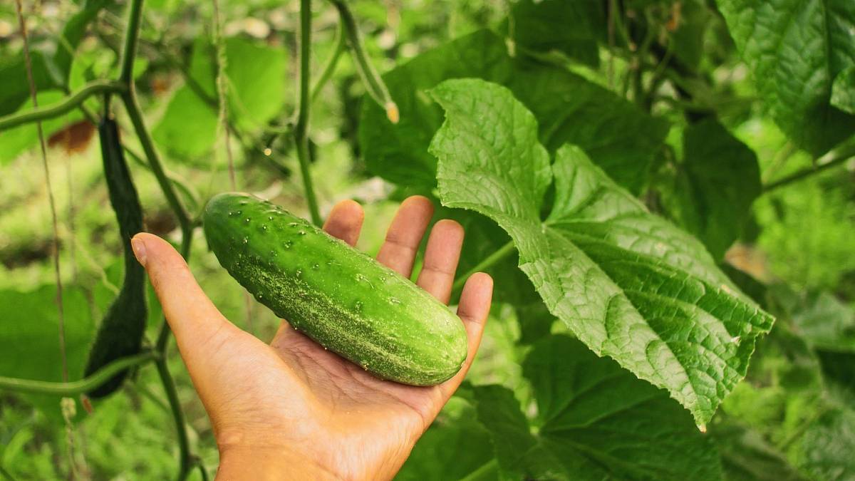 Získejte bohatou úrodu okurek: 3 jednoduché tipy na vhodnou oporu pro pěstování okurek