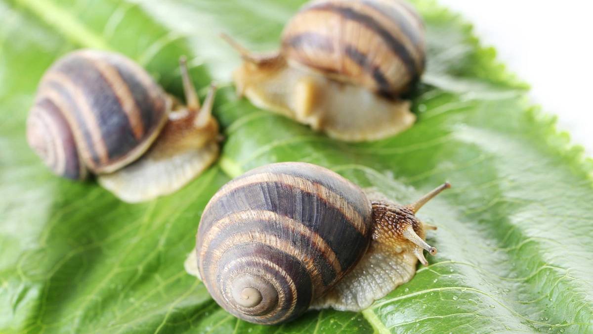 3 důvody, proč nepoužívat pivní pasti proti slimákům 3 důvody, proč nepoužívat pivní pasti proti slimákům