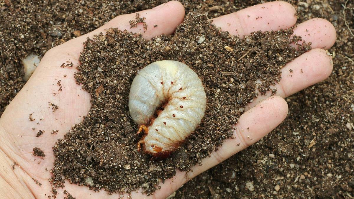 Velké bílé larvy nosorožíka se objevují koncem května: Nezabíjejte je, prospívají vašim rostlinám