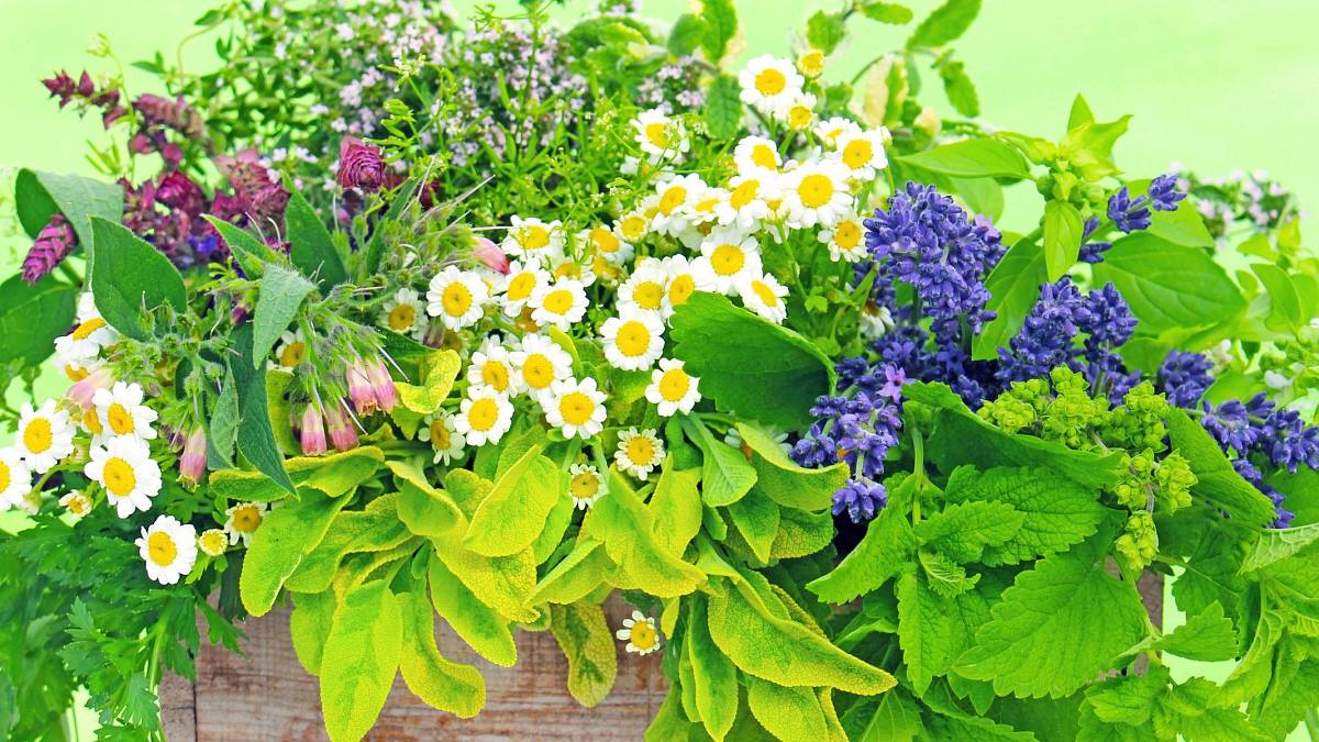 Přírodní lékárna na dosah ruky: 10 léčivých rostlin z vaší zahrady