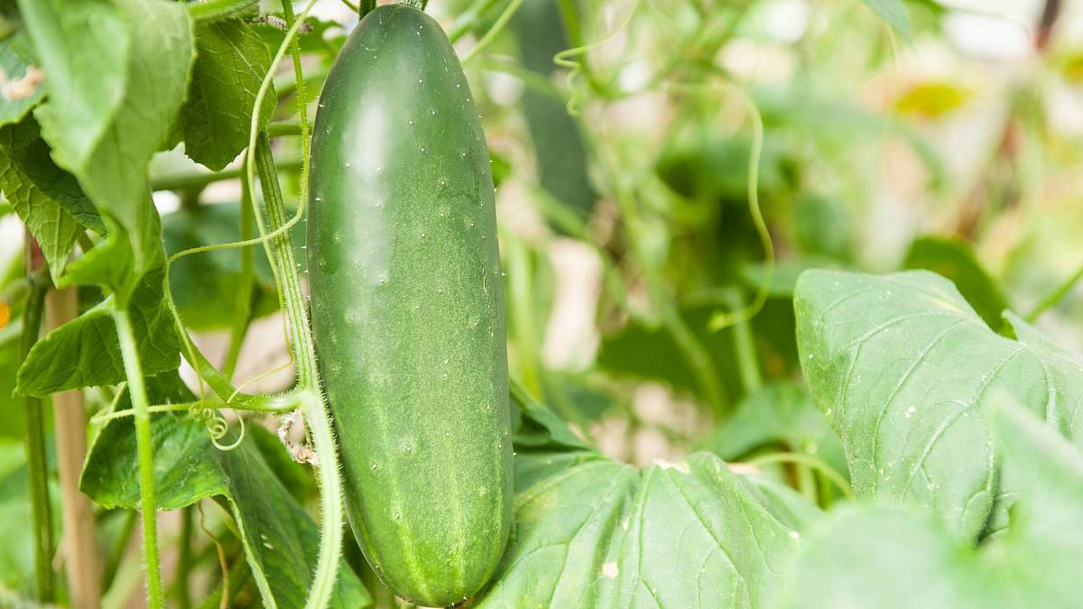 Jak správně zalévat okurky, aby byla jejich úroda opravdu bohatá Jak správně zalévat okurky, aby byla jejich úroda opravdu bohatá