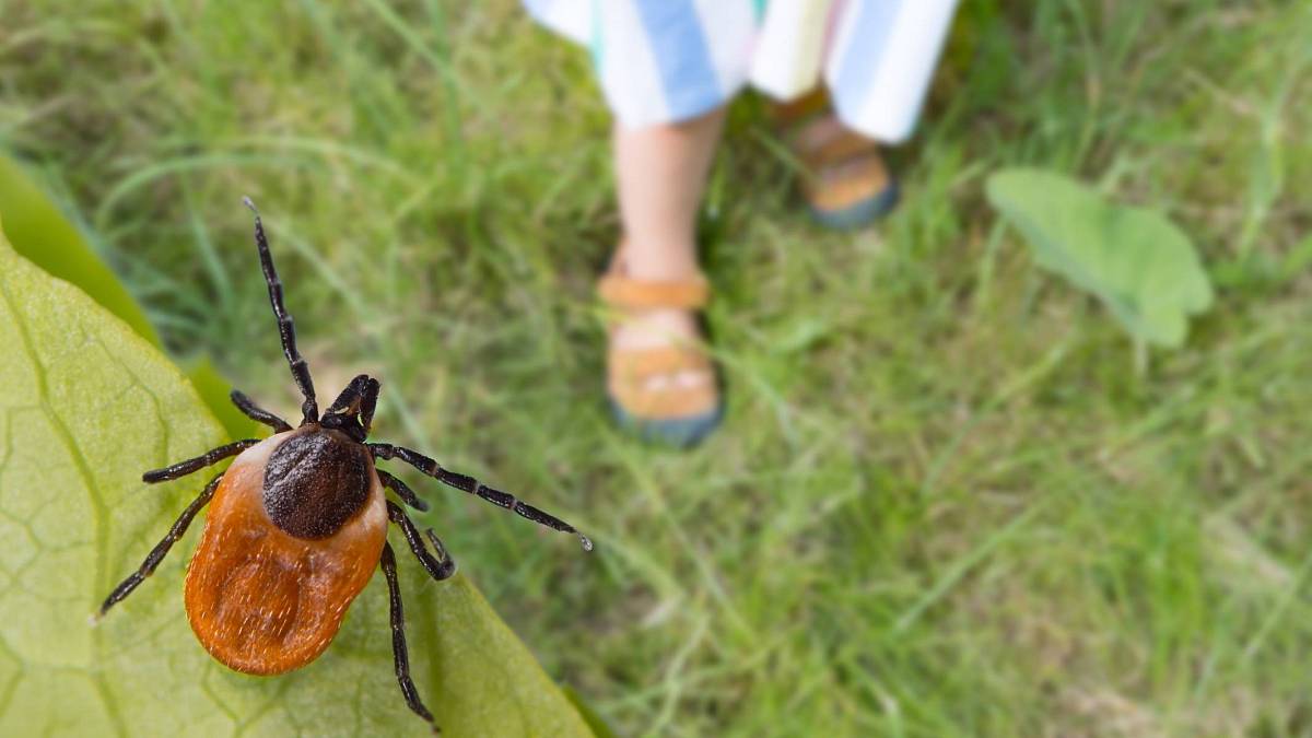 Tyto tři rostliny vám pomohou jako odpuzovači klíšťat Tyto tři rostliny vám pomohou jako odpuzovači klíšťat