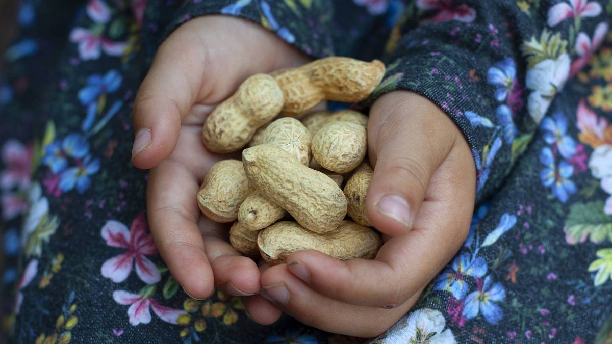 Staňte se králi zahrádkářů s úrodou vlastních arašídů Staňte se králi zahrádkářů s úrodou vlastních arašídů