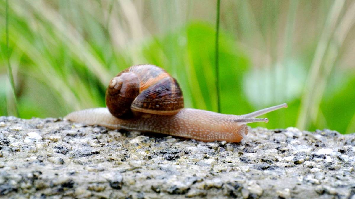 Šneci útočí nejen na salát: Je nepřeberné množství způsobů, jak se jich zbavit, ruční sběr patří mezi nejúčinnější Šneci útočí nejen na salát: Je nepřeberné množství způsobů, jak se jich zbavit, ruční sběr patří mezi nejúčinnější
