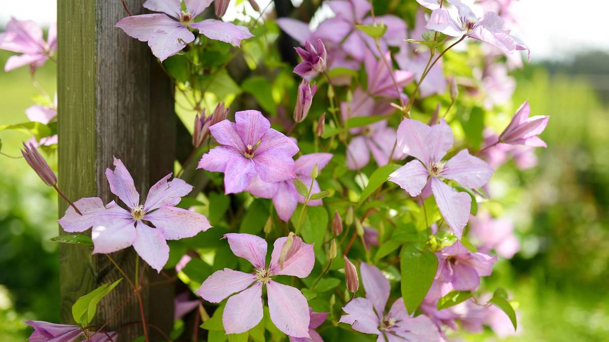 Clematis neboli plamének: Rostlina vhodná pro dekoraci zahrady, při nesprávné péči ale přestane růst Clematis neboli plamének: Rostlina vhodná pro dekoraci zahrady, při nesprávné péči ale přestane růst