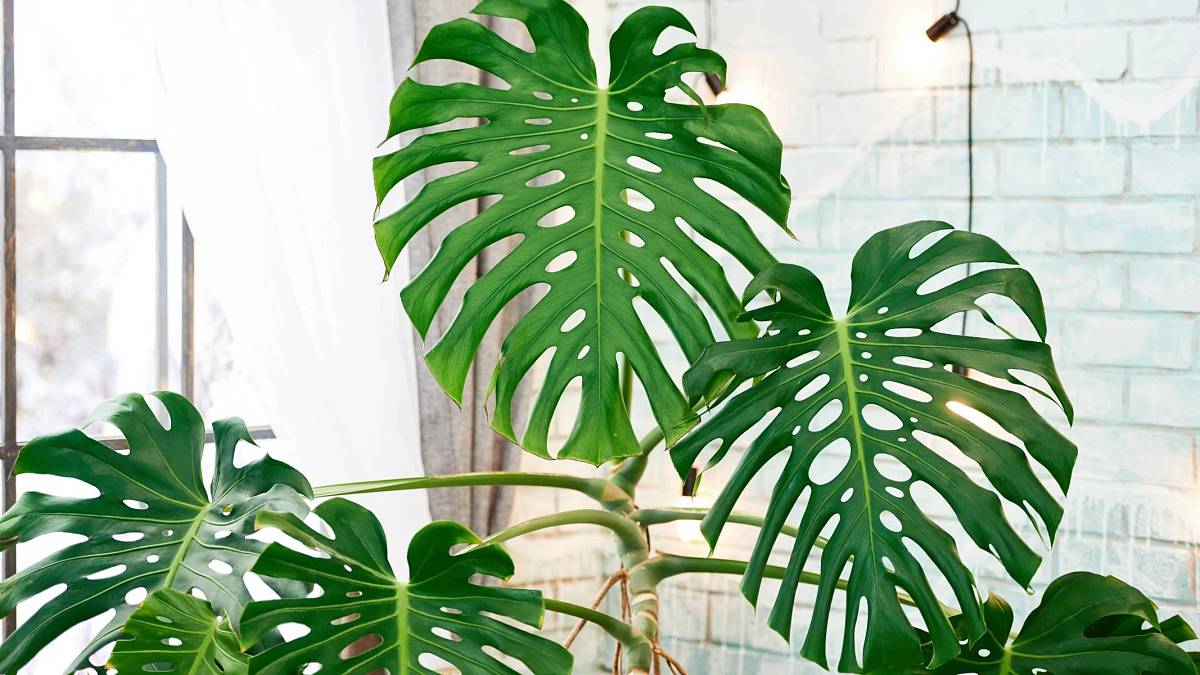 Monstera se stává stále oblíbenější pokojovou rostlinou: Poradíme vám, jak se o tuto krasavici správně postarat Monstera se stává stále oblíbenější pokojovou rostlinou: Poradíme vám, jak se o tuto krasavici správně postarat