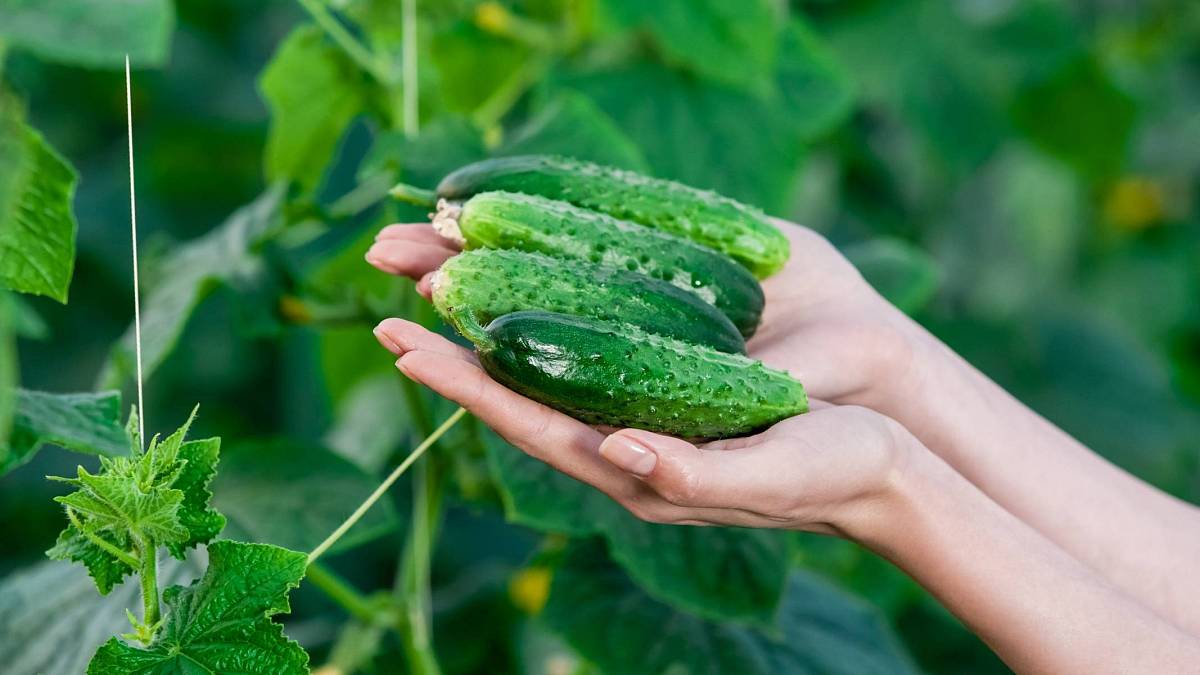 Jak si doma vyrobit výbornou výživu pro okurky – hnojte jí sazeničky a úroda bude bohatá!