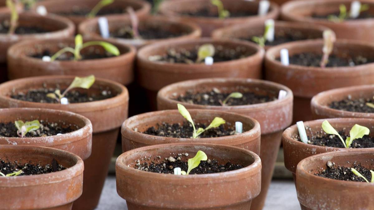 Úžasně jednoduchý trik na čistění terakotových květináčů od vodního kamene Úžasně jednoduchý trik na čistění terakotových květináčů od vodního kamene
