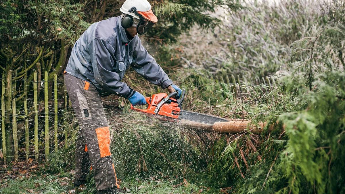 Kácení a prořezávání stromů a keřů na zahradě: O tyto byste se měli postarat v červenci! Kácení a prořezávání stromů a keřů na zahradě: O tyto byste se měli postarat v červenci!