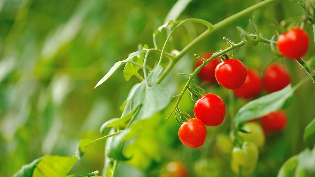 Tajemství bohaté úrody cherry rajčat: Správné prořezávání krok za krokem Tajemství bohaté úrody cherry rajčat: Správné prořezávání krok za krokem