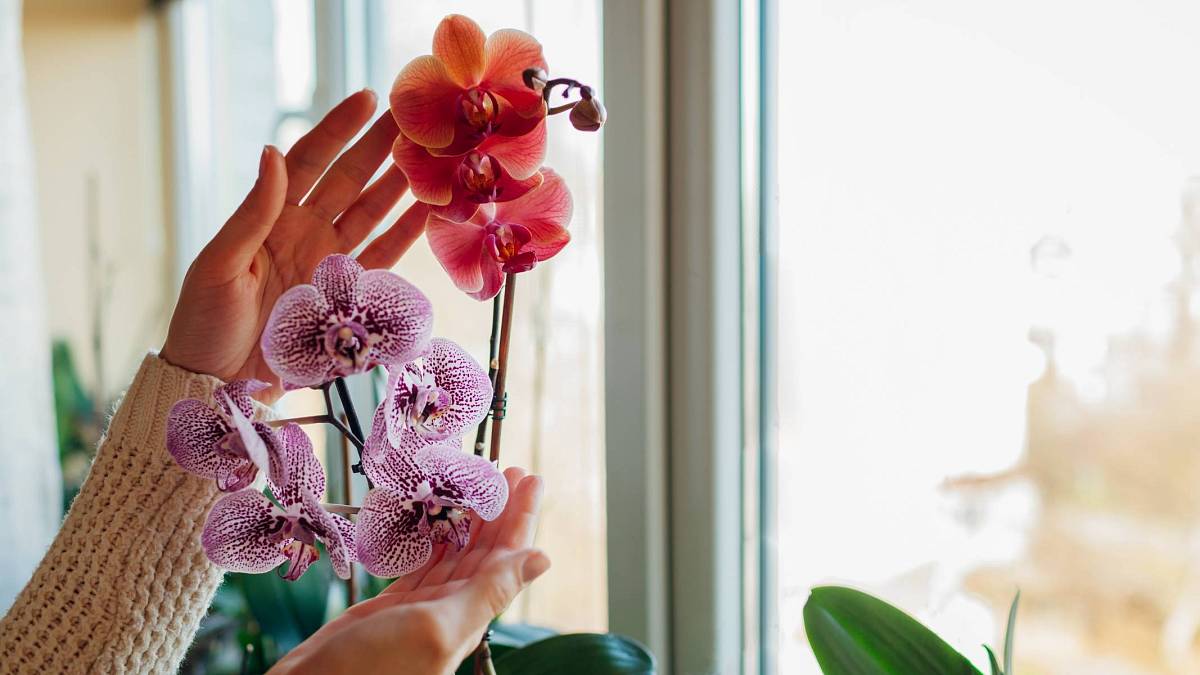 Jak na zastřihávání orchidejí – pár rad, kdy je potřeba a kdy ne Jak na zastřihávání orchidejí – pár rad, kdy je potřeba a kdy ne