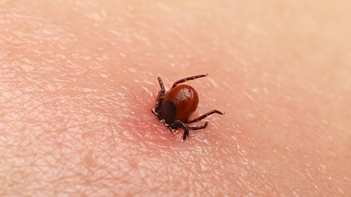 Pohodu z léta trochu kazí hrozba zvaná klíšťata. V zahradě, na túře nebo na houbách, číhají všude Pohodu z léta trochu kazí hrozba zvaná klíšťata. V zahradě, na túře nebo na houbách, číhají všude