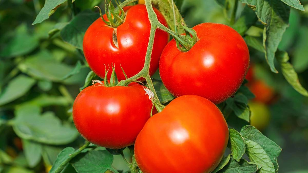 Jak na opylování rajčat bez hmyzu – stačí je ve vhodnou chvíli protřepat Jak na opylování rajčat bez hmyzu – stačí je ve vhodnou chvíli protřepat