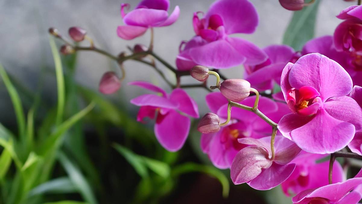 Jak správně pečovat o orchideje: Udržte své rostliny krásné a zdravé po celý rok, zejména během horkého léta Jak správně pečovat o orchideje: Udržte své rostliny krásné a zdravé po celý rok, zejména během horkého léta