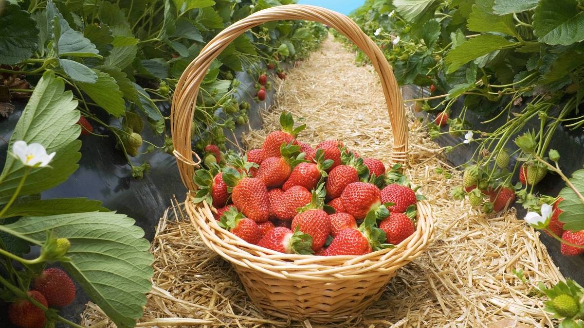 Sklizeň jahod – na tento krok byste neměli zapomínat Sklizeň jahod – na tento krok byste neměli zapomínat