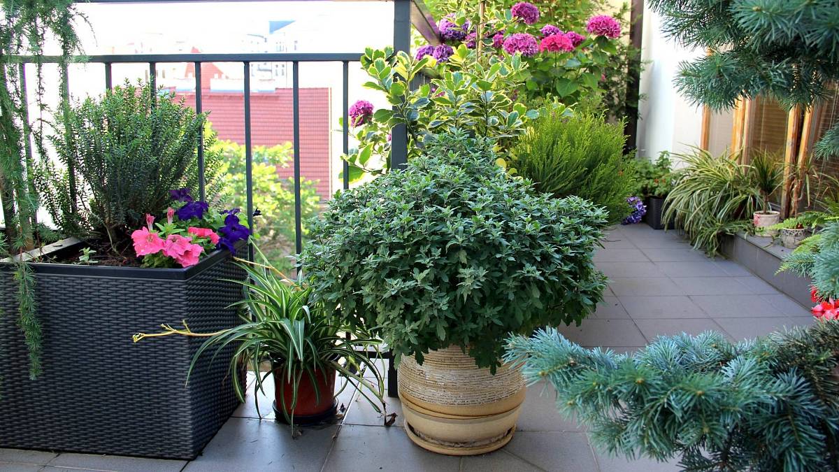 6 rostlin, které ochrání váš balkon před zvědavými sousedy 6 rostlin, které ochrání váš balkon před zvědavými sousedy