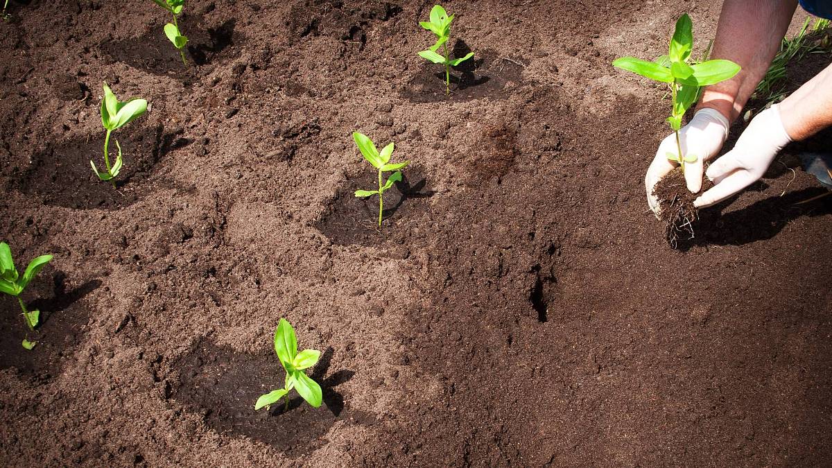 Zázračná jarní kúra pro půdu: Tajná směs, díky které budou rostliny růst jako divé Zázračná jarní kúra pro půdu: Tajná směs, díky které budou rostliny růst jako divé