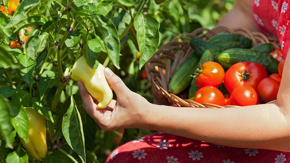 Pěstování rajčat a paprik: Jak si doma předpěstovat silné sazenice pro bohatou úrodu Pěstování rajčat a paprik: Jak si doma předpěstovat silné sazenice pro bohatou úrodu