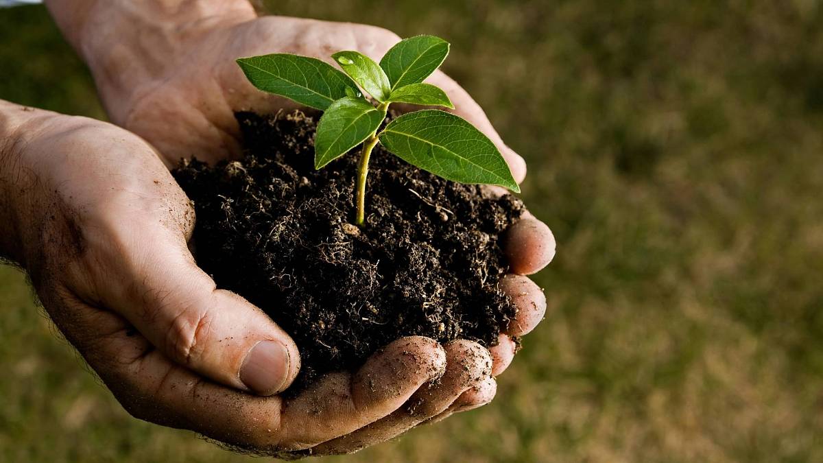 Ochrana rostlin bez chemie: Ekologické metody boje proti škůdcům a chorobám Ochrana rostlin bez chemie: Ekologické metody boje proti škůdcům a chorobám